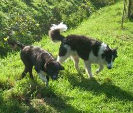 Merlin20111016Merlin4 041.jpg